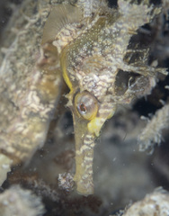 Hippocampus whitei