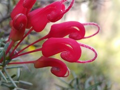 Grevillea wilsonii