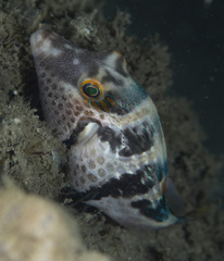 Canthigaster valentini