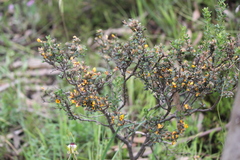Pultenaea largiflorens