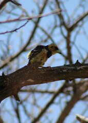 Trachyphonus vaillantii