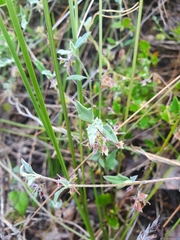Xanthosia candida