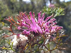 Isopogon dubius