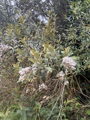 Tarchonanthus littoralis