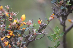 Pultenaea largiflorens