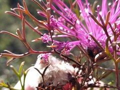 Isopogon dubius