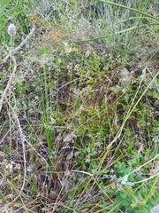 Xanthosia candida