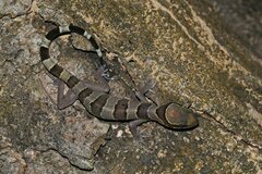 Cyrtodactylus intermedius