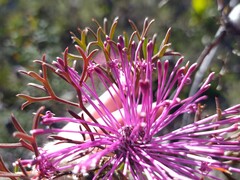 Isopogon dubius