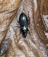 Pterostichus oblongopunctatus
