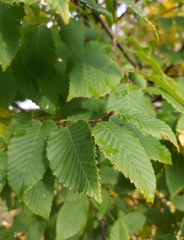 Carpinus betulus
