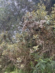 Tarchonanthus littoralis