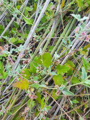 Xanthosia candida