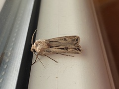 Agrotis spinifera