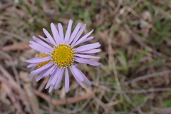 Brachyscome spathulata