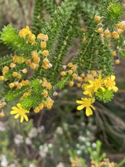 Euryops virgineus