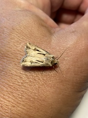Agrotis spinifera
