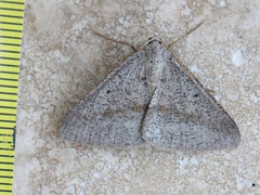 Isturgia penthearia