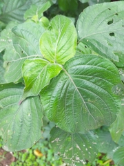 Isoglossa woodii