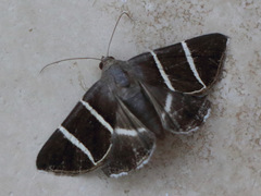 Grammodes justa