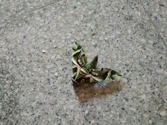Daphnis nerii