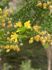 Euryops virgineus