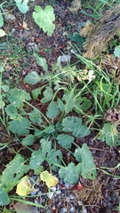 Diplotaxis erucoides