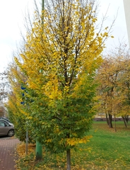 Carpinus betulus
