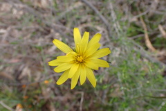 Microseris lanceolata