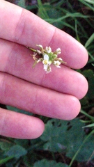 Diplotaxis erucoides