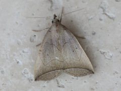 Simplicia armatalis