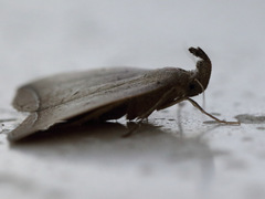 Simplicia armatalis