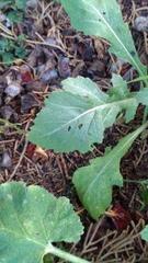 Diplotaxis erucoides