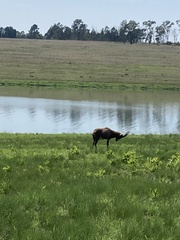Damaliscus pygargus phillipsi