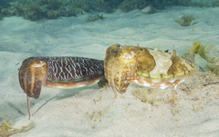 Sepia plangon