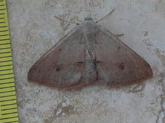 Isturgia penthearia