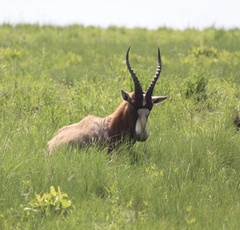 Damaliscus pygargus phillipsi