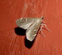 Protonoceras capitalis
