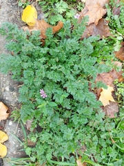 Erodium cicutarium