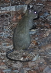 Mesembriomys gouldii