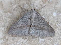 Isturgia penthearia