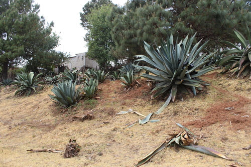 Image of Agave mapisaga by (c) Said Jimenez, some rights reserved (CC BY)