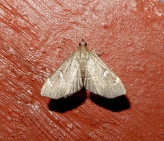 Protonoceras capitalis