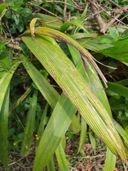 Setaria megaphylla