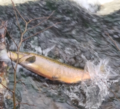 Salmo salar