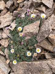 Erigeron vagus