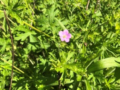 Geranium solanderi