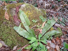 Asplenium scolopendrium americanum