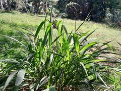 Setaria megaphylla