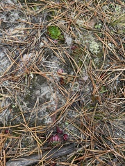 Sempervivum globiferum